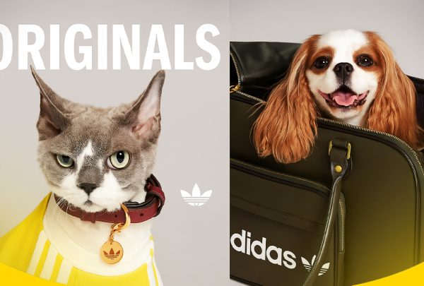 Adidas launches collection for pets (2)