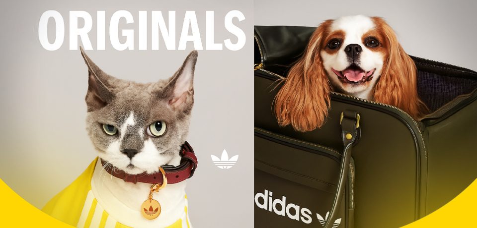 Adidas launches collection for pets (2)